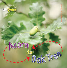 Lifecycles: Acorn to Oak Tree